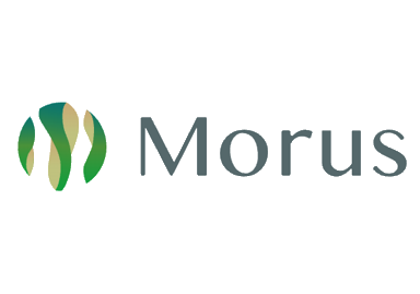Morus